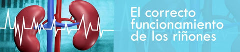 El correcto funcionamiento de los riñones
