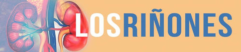 Los riñones